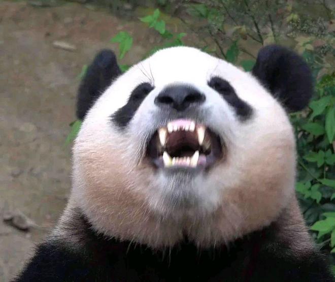 详细说明“熊猫大厅牛牛到底能不能开挂(确实有挂)-知乎