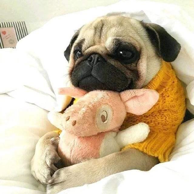 斗牛犬的遗传规律（斗牛犬的遗传规律图片）