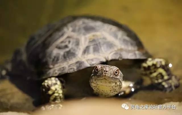老铁牛牛有什么规律（正版老铁牛牛官方下载）