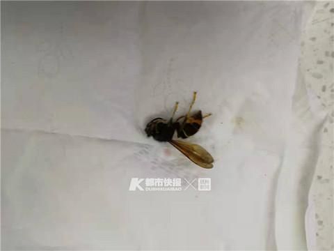 麻将挂哪里买便宜实惠（怎么能买到麻将挂）
