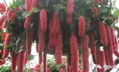一分钟教你“心悦辽宁麻将为什么经常输”详细教程辅助工具