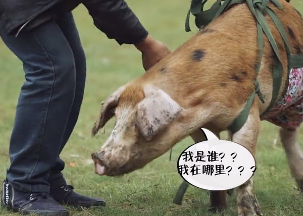 新教你‘‘斗牛开挂是不是真的!其实确实有挂的