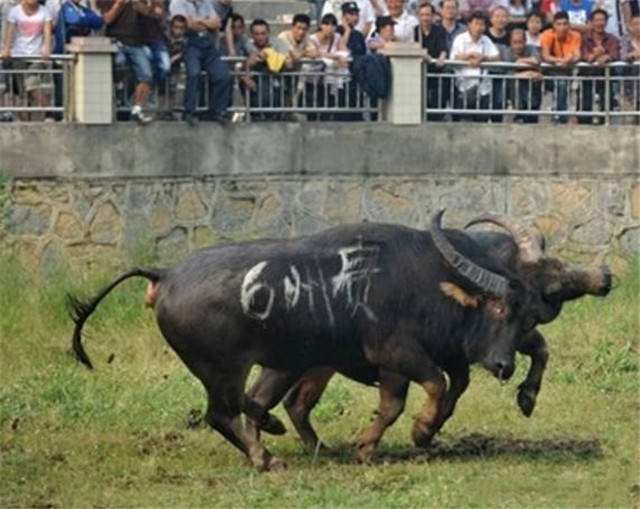 大圣大厅斗牛透视（大圣牛牛破解版免费的）