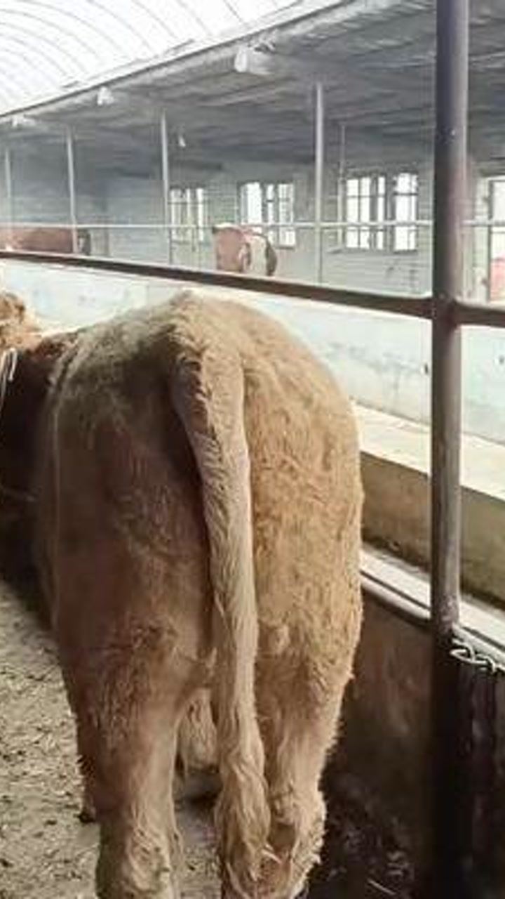 呼和浩特斗牛挂（斗牛家电话）