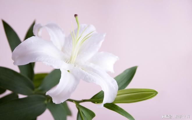 铂金花朵挂饰图片大全（铂金花了怎么清洗）