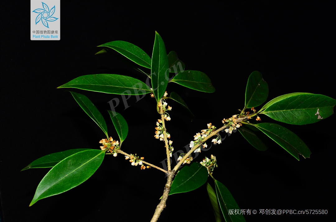 木樨娱乐外打挂（木樨科技最新动态）