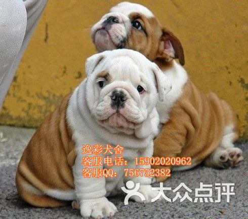 微信链接斗牛开挂多少钱（微信斗牛开挂神器2021）