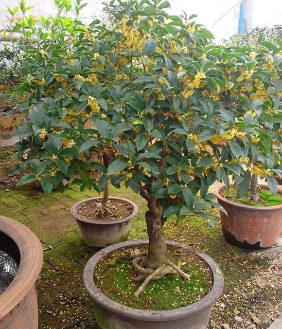 新教你‘‘关于最简单推炸金花压钱能赢钱的技巧一《我来教教你怎么赢 》