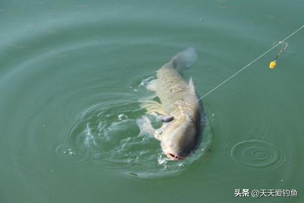 串钩钓淡水鱼挂什么线（串钩主钓什么鱼）