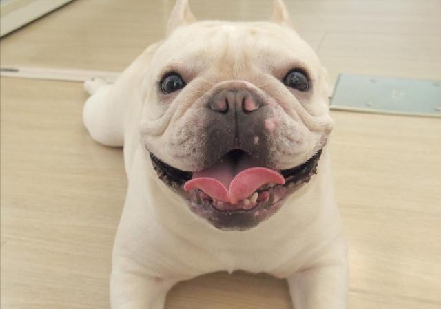 英国斗牛犬遗传规律图片（英国斗牛犬遗传规律图片高清）