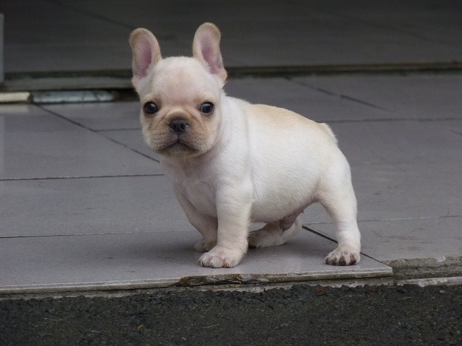英国斗牛犬遗传规律图片（英国斗牛犬遗传规律图片高清）