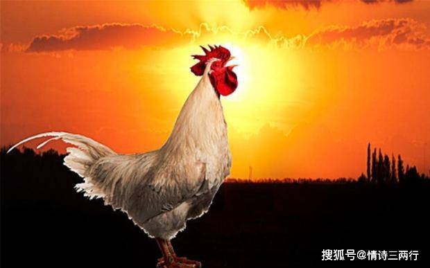 怎样看出比鸡有挂（比鸡怎么算）
