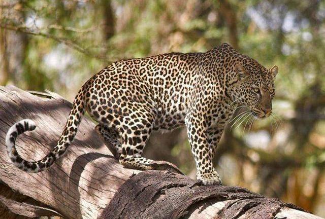 豹子把猎物挂树上猎狗干瞪眼（豹子把猎物拖上树）