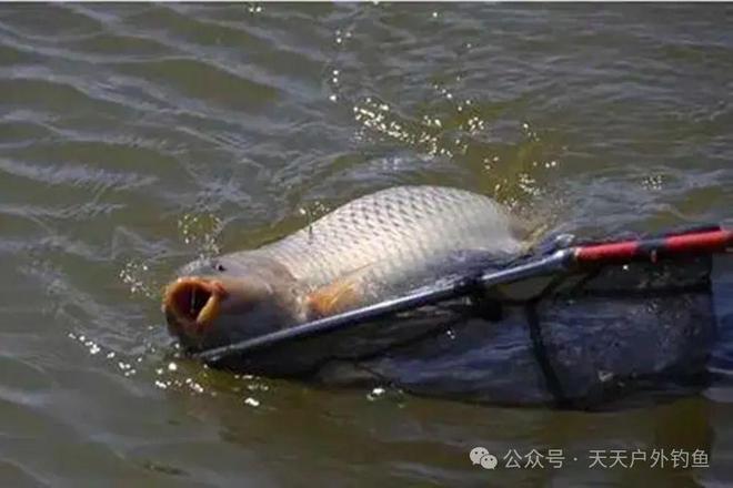 钓淡水鱼如何挂鱼饵线和线（钓淡水鱼技巧）