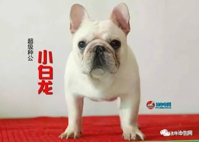 给大家爆料一下实用40张斗牛有什么好产品《详细教程 新浪科技》