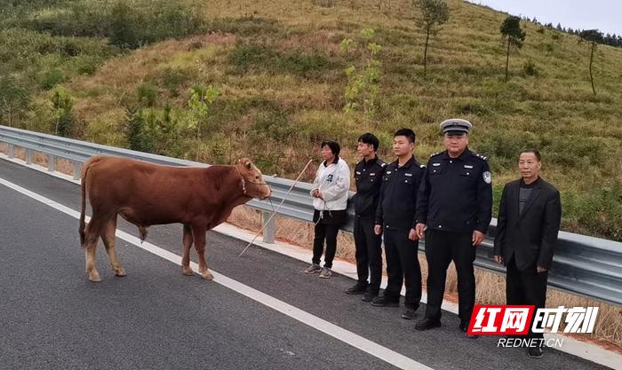 斗牛挂花怎么挂的视频讲解一下（斗牛挂件）